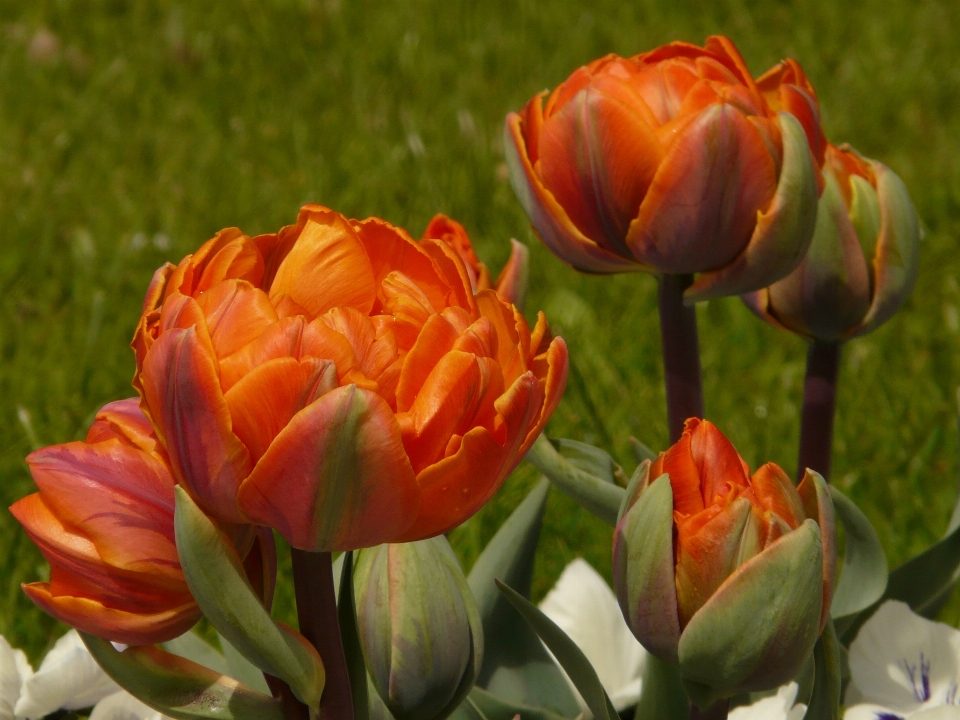 Tanaman bunga daun tulp