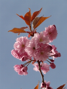 Branch blossom plant sky Photo