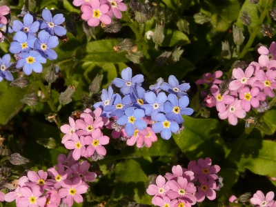 Blossom plant flower petal Photo