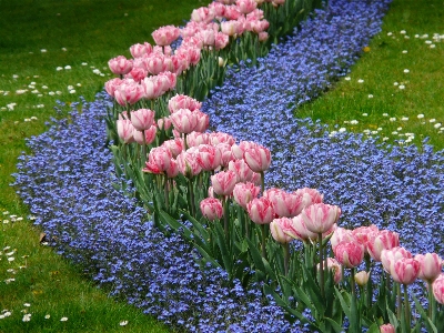 Plant flower tulip park Photo