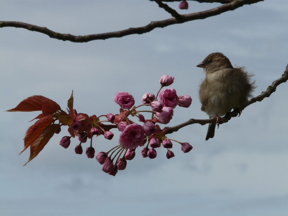 Baum natur zweig blüte