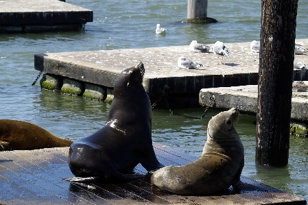 海 橋脚 san francisco 野生動物 写真