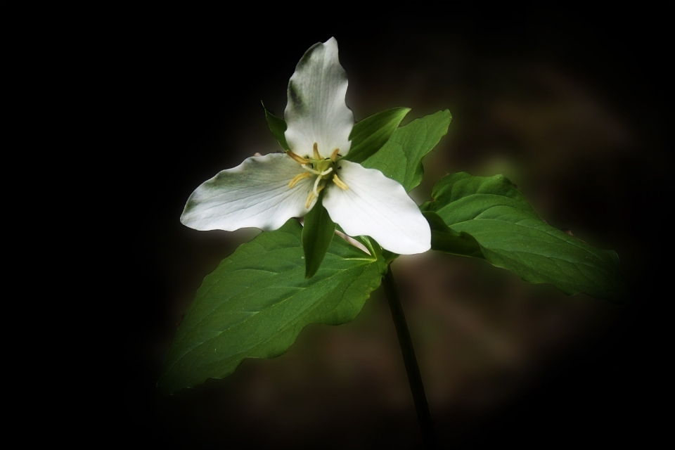 Natur blüte anlage weiss