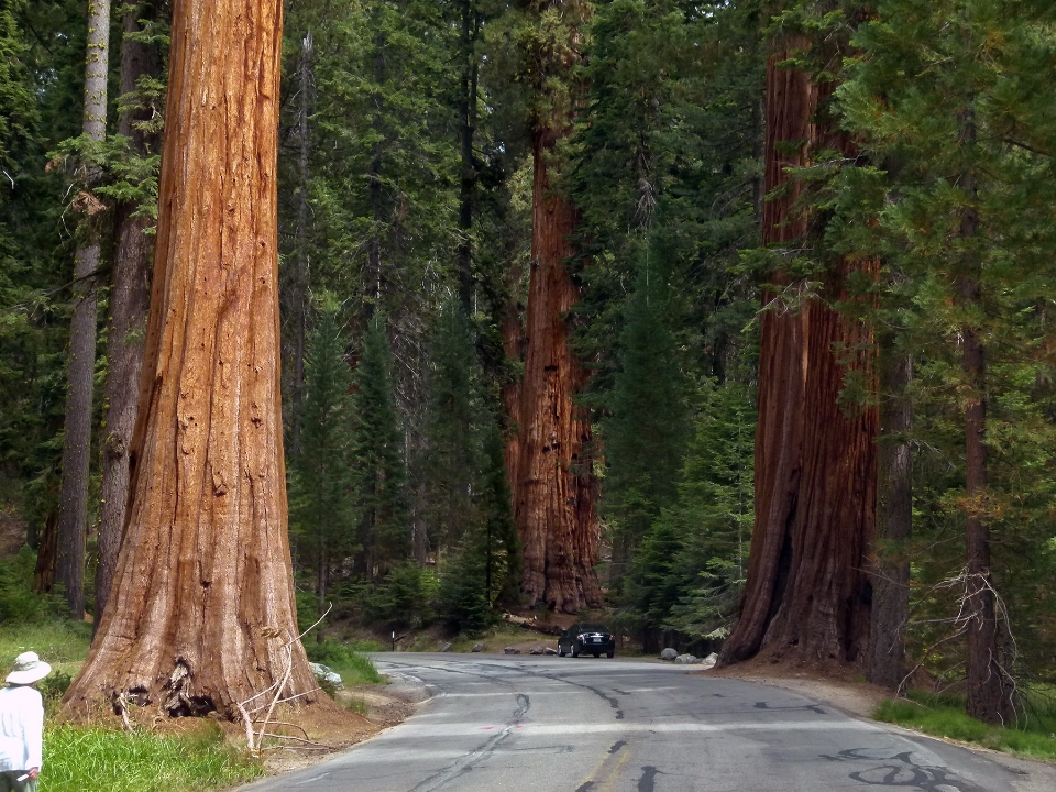 Tree nature forest wilderness