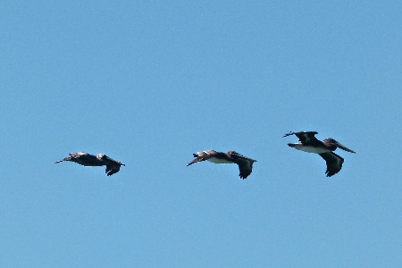 水 鳥 羽 空 写真