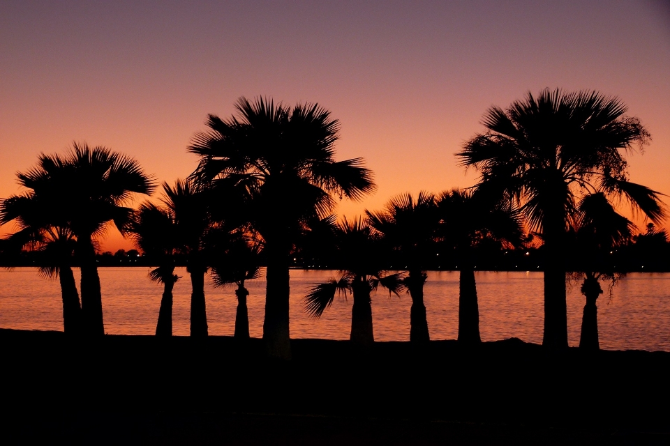 Coast tree horizon sunrise