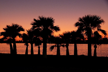 Coast tree horizon sunrise Photo