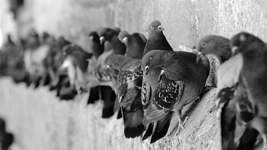 Foto Alam burung hitam dan putih
 rakyat