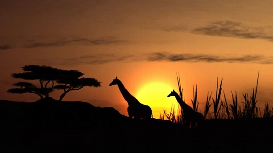 Landscape silhouette sunrise sunset Photo