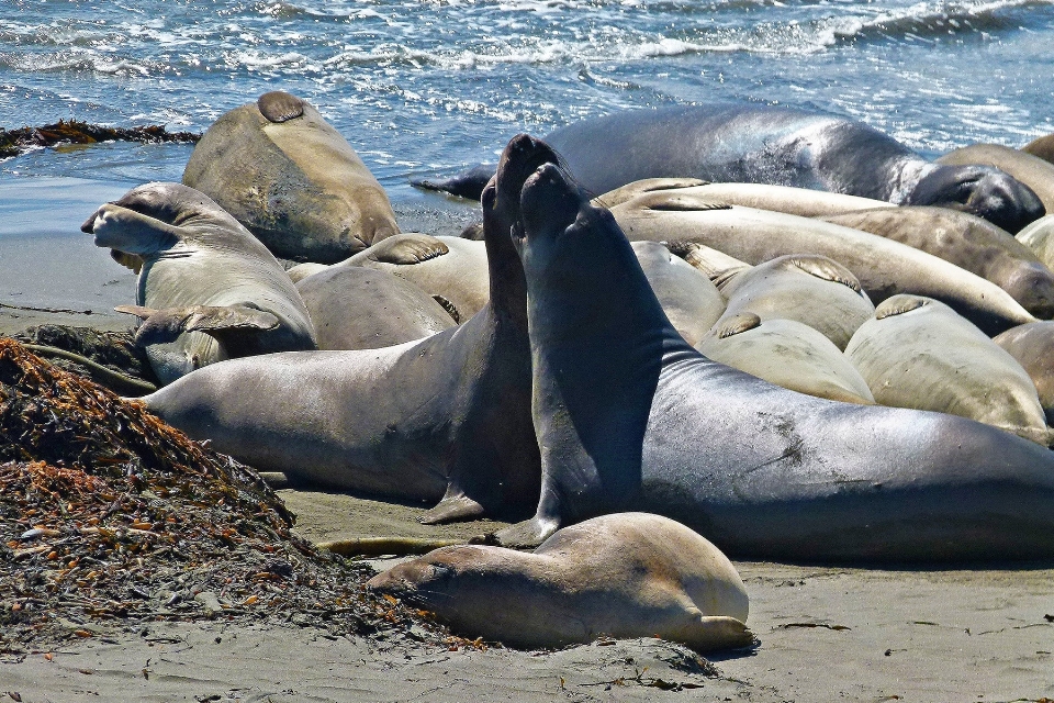 Beach sea coast wildlife