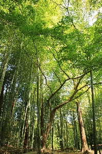 Tree nature forest branch Photo