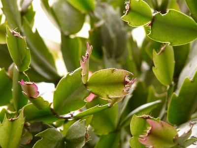 Foto Filial cacto
 plantar folha