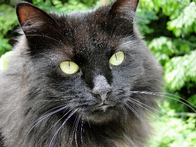 Photo Animal de compagnie chat mammifère