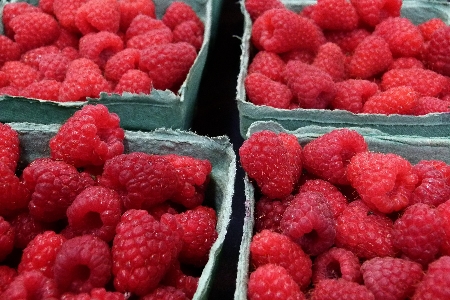 Plant raspberry fruit berry Photo