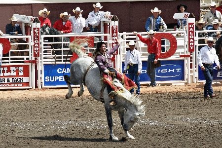 Outdoor activity bull horses Photo