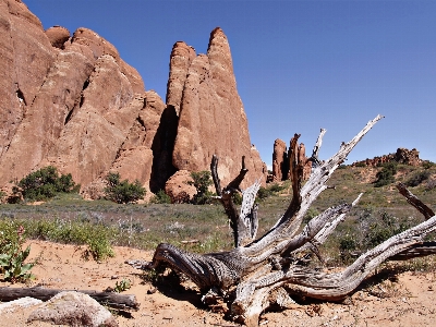 Landscape tree rock wilderness Photo