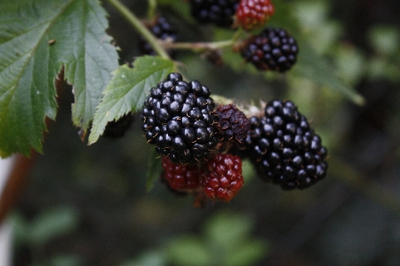 Plant fruit berry sweet Photo