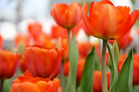 Foto Pianta fiore petalo tulipano