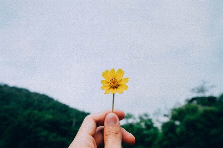 手 自然 草 植物 写真