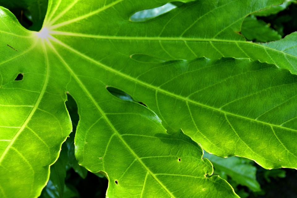 Tree nature forest branch