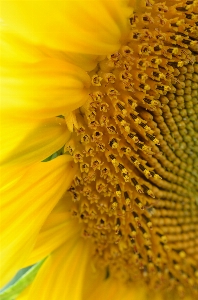 Blossom light plant sun Photo