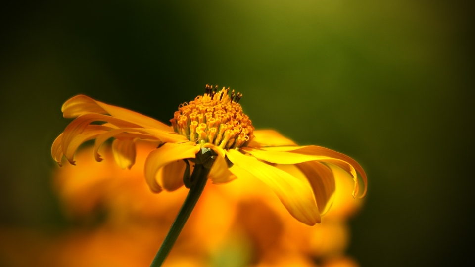 Nature blossom plant field