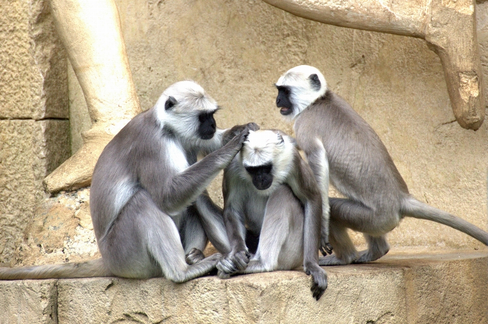 Zoo mammal fauna primate