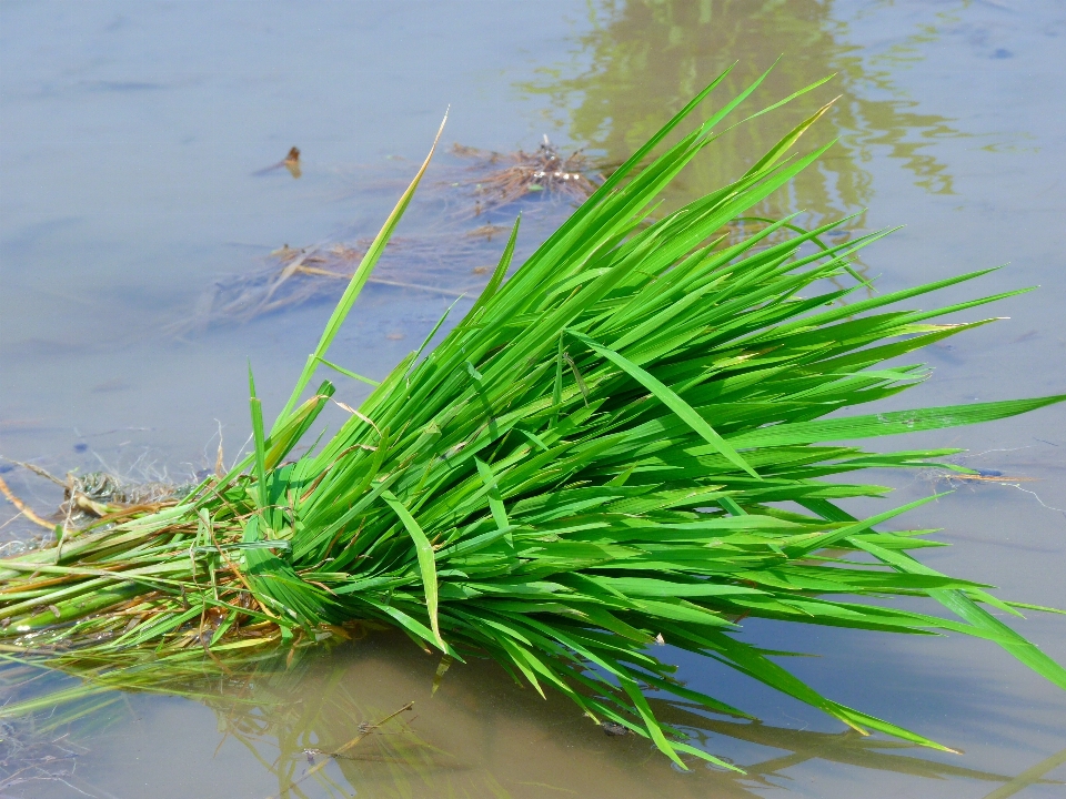 Césped planta hoja flor