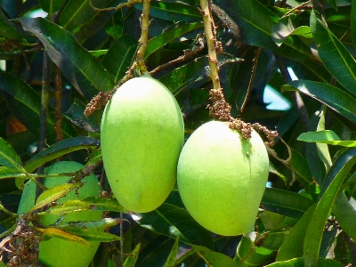 Foto árvore filial plantar fruta