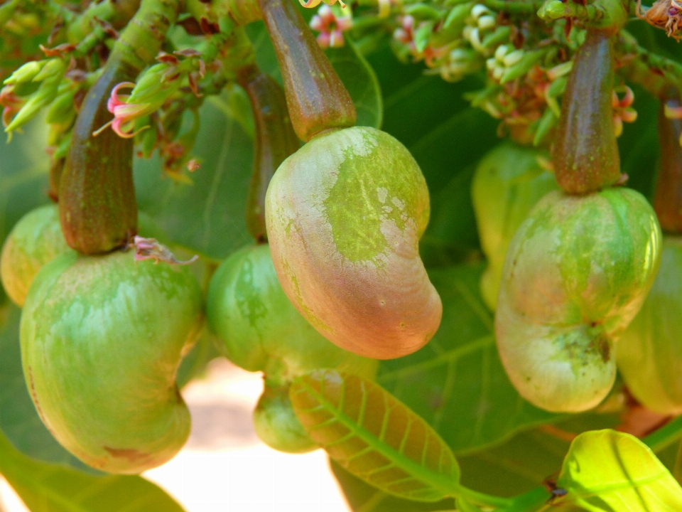 Baum anlage frucht beere