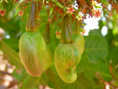 Photo Arbre fleurir usine fruit