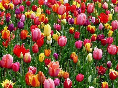 風景 自然 アウトドア 花 写真