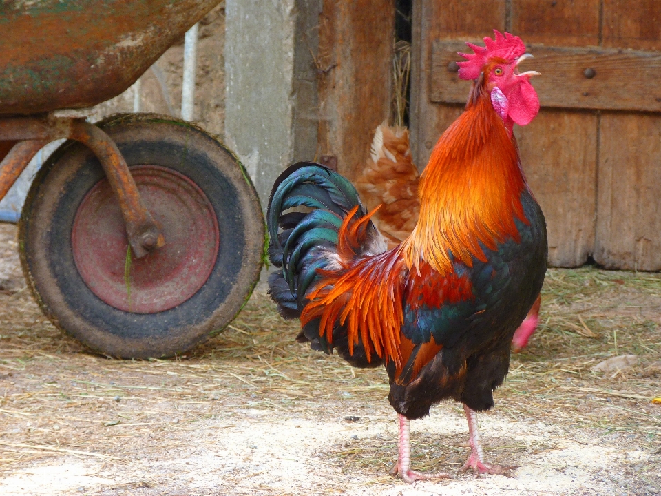 鳥 農場 嘴 カラフル