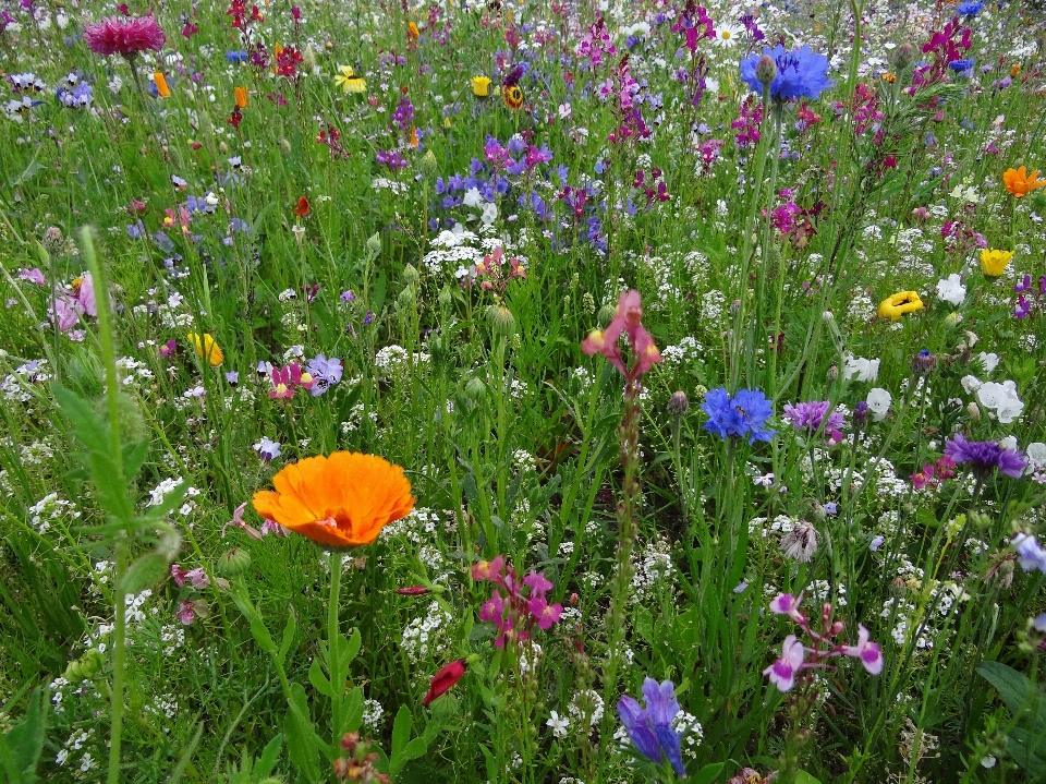 Fiore pianta campo prato
