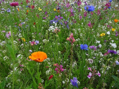 Blossom plant field meadow Photo