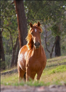 Farm prairie animal wildlife Photo