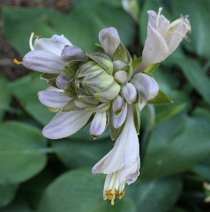 Blossom plant stem leaf Photo