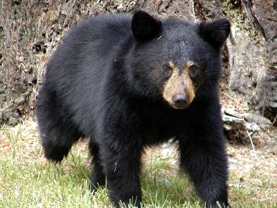 Nature animal bear wildlife Photo