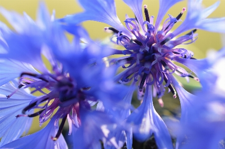 Nature blossom plant meadow Photo