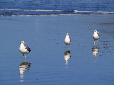 Beach sea water nature Photo