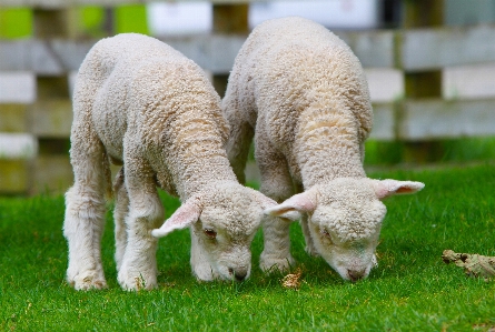 Grass wilderness countryside animal Photo