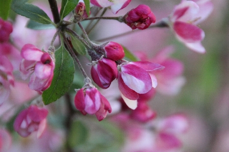 Branch blossom plant leaf Photo