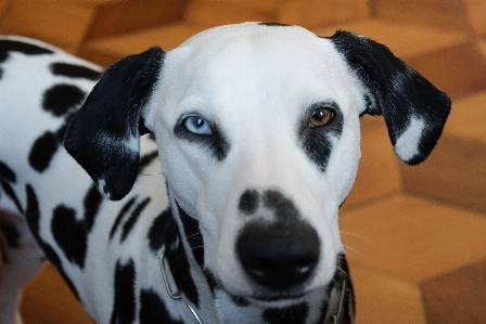 Foto Bianco cucciolo cane mammifero