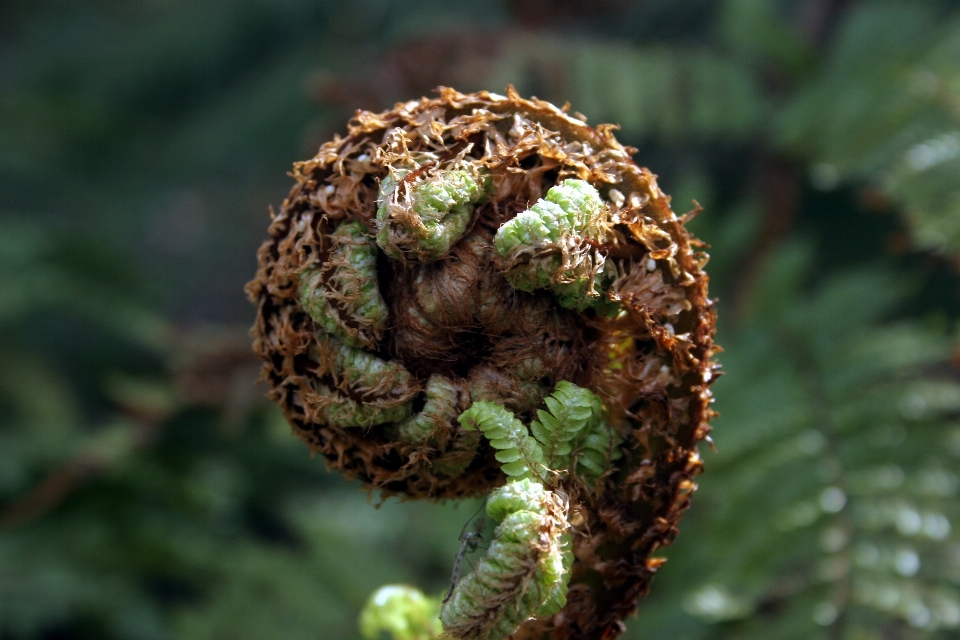 Albero natura ramo crescita