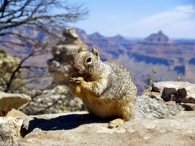 Nature forest outdoor animal Photo