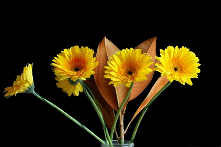 Blossom plant stem leaf Photo