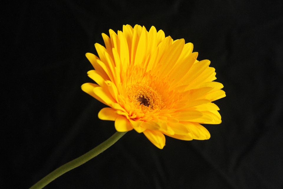 Blossom plant stem leaf