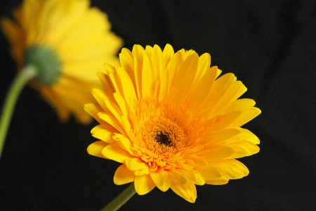 Blossom plant stem leaf Photo