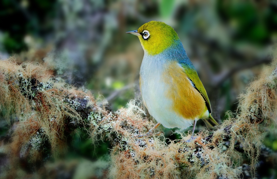 Naturaleza exterior desierto
 pájaro