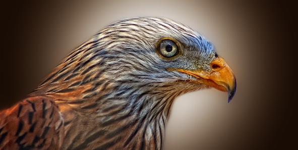 Foto Burung sayap satwa terbang